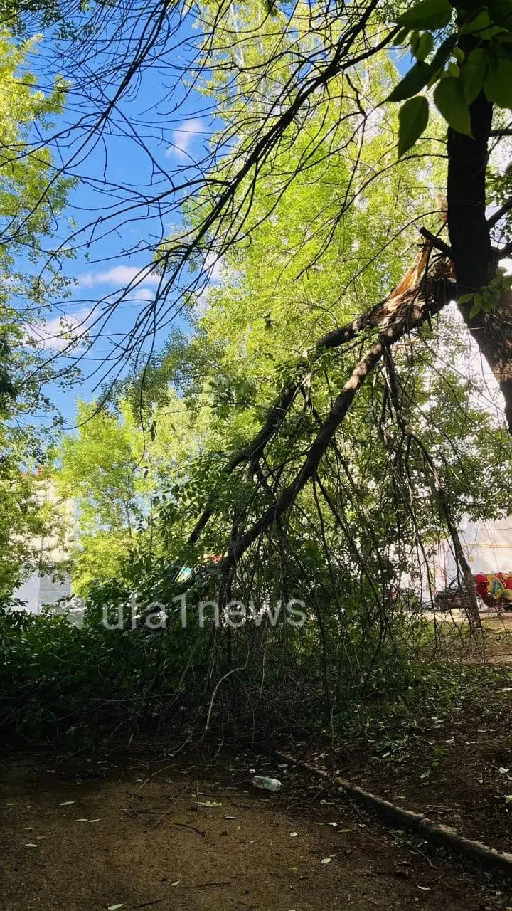 Дерево упало на проезд между домами на Менделеева (155/1 и 155/2). Жильцы жалуются, что управляющая компания не отвечает, а аварийные службы обещали убрать его две недели назад и до сих пор не убрали.