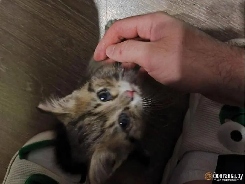 Котёнка, выбежавшего на проезжую часть, поймали прохожие и водитель троллейбуса. Новая хозяйка отвезла малышка в ветеринарную клинику, с животным всё в порядке.