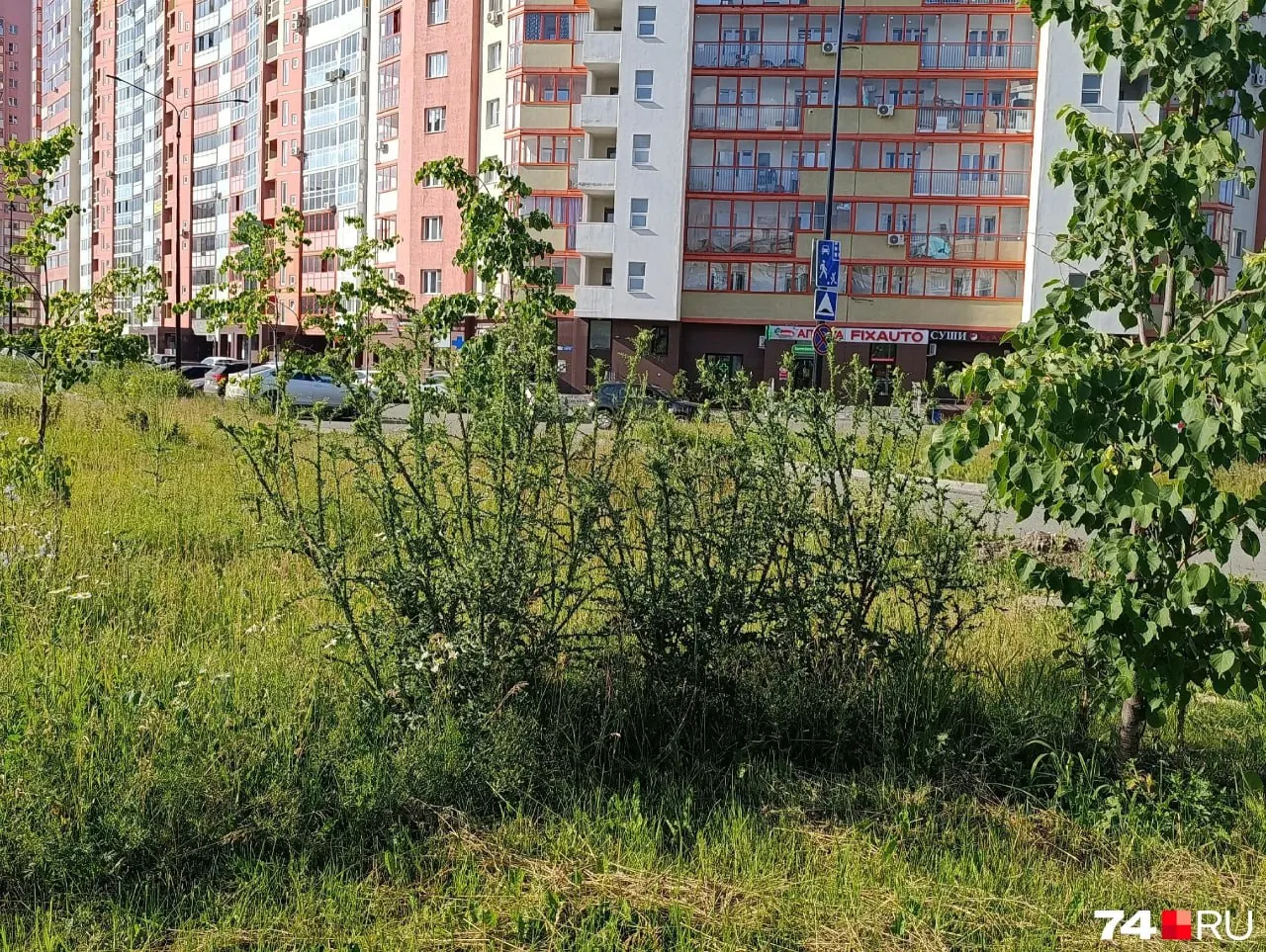 Жители жалуются на заросший сквер: сорняки достигают человеческого роста, скошена лишь полоса у стоянки самокатов. В мэрии пообещали подстригать газон и оштрафовать подрядчика.