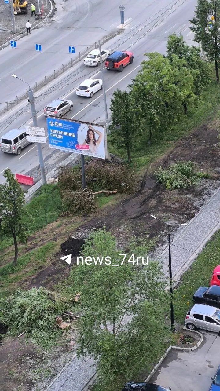 На участке между Чичерина и 40-летия Победы срубили несколько крупных шаровидных ив — это часть реконструкции улицы, в рамках которой планируется вырубить 119 деревьев.