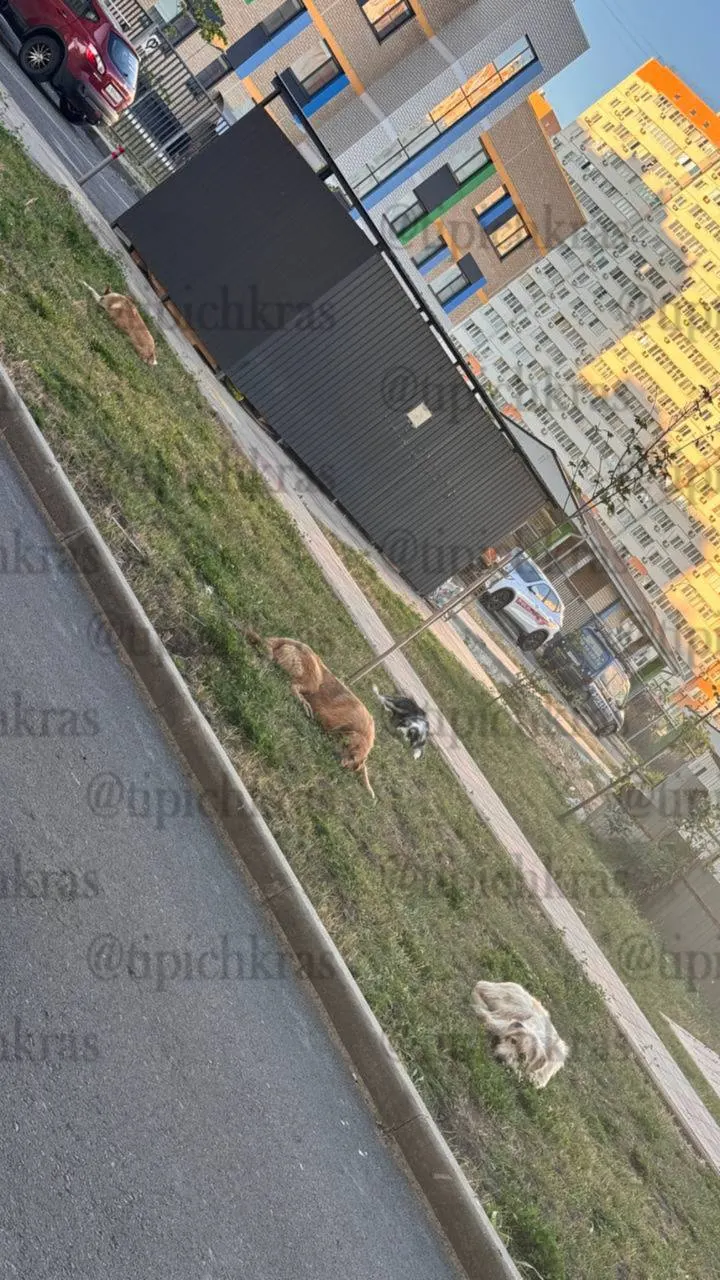 На ул. Героев-Разведчиков в Краснодаре местные жители сообщают о серии нападений агрессивной стаи собак. Люди вынуждены обращаться за прививками от бешенства, 29 июля вследствие инцидента пострадал ребёнок.