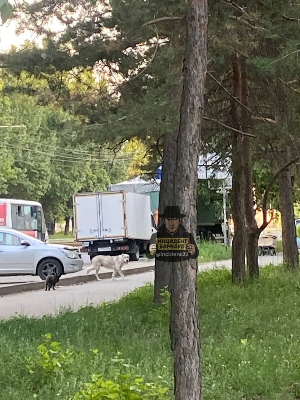 В Железнодорожном районе крупная собака выбежала с территории рынка и напала на маленького той-терьера. Прохожие не смогли спасти собаку, жители просят службы отреагировать.