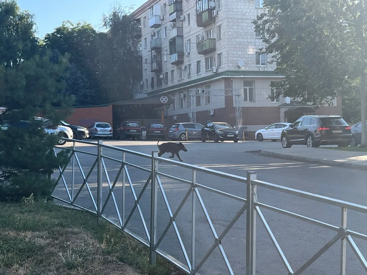 Утром по центру Волгограда бежал кабан. Его видели на улице Порт‑Саида рядом со сквером Симбирцева; очевидцы шутят о поиске бесплатной парковки и отмечают, что ближайший свободный паркинг находится у Волгоград Арены.