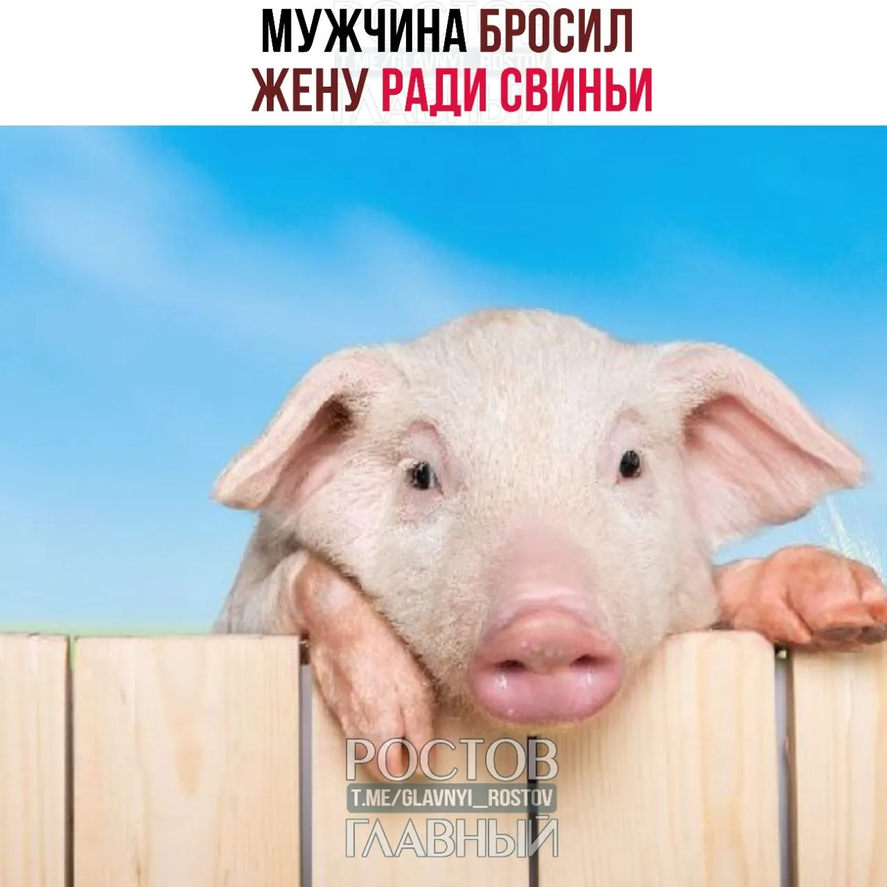 Подаренный на годовщину мини‑пиг вырос до 50 кг, стал портить мебель и занял супружескую кровать — после ультиматума супруги муж выбрал животное, пара разводится.