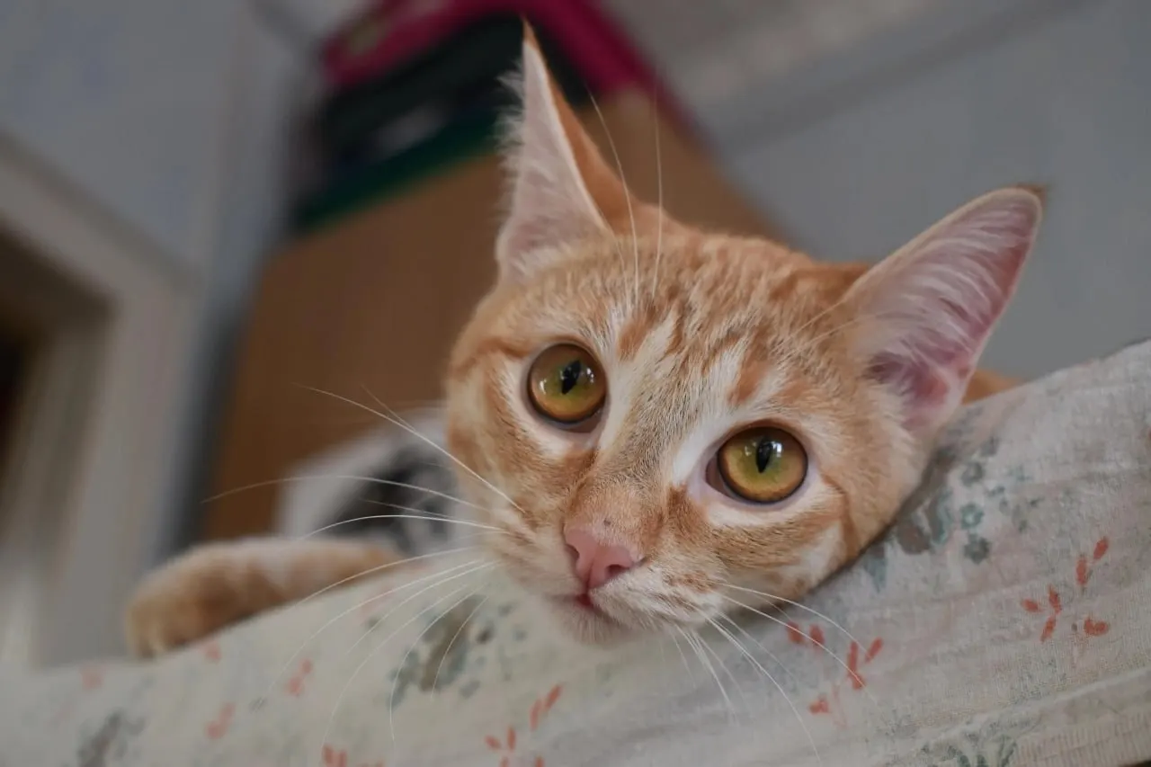 Кошку вернули в приют: ей чуть больше двух лет, она приучена к лотку, стерилизована и нуждается в карантине и полном курсе вакцинации перед новой передержкой.