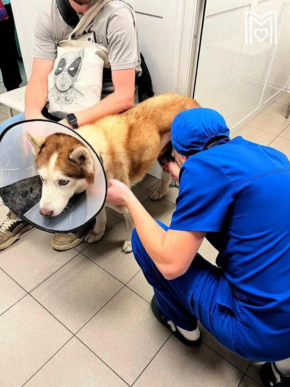 У собаки обнаружили опухоли на бедре и в области семенника; ветеринары удалили новообразования, провели кастрацию и пересадку лоскутов кожи. Сейчас Скай восстанавливается.