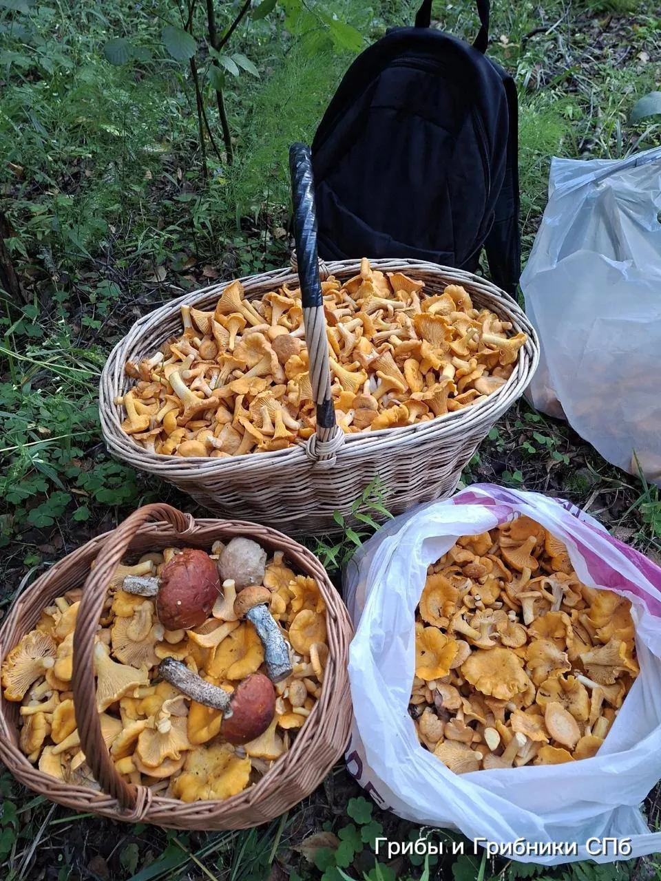 В Выборгском, Приозерском, Всеволожском районах и под Ольгино собирают большие урожаи лисичек; среди грибников фиксируют случаи встреч с гадюками.