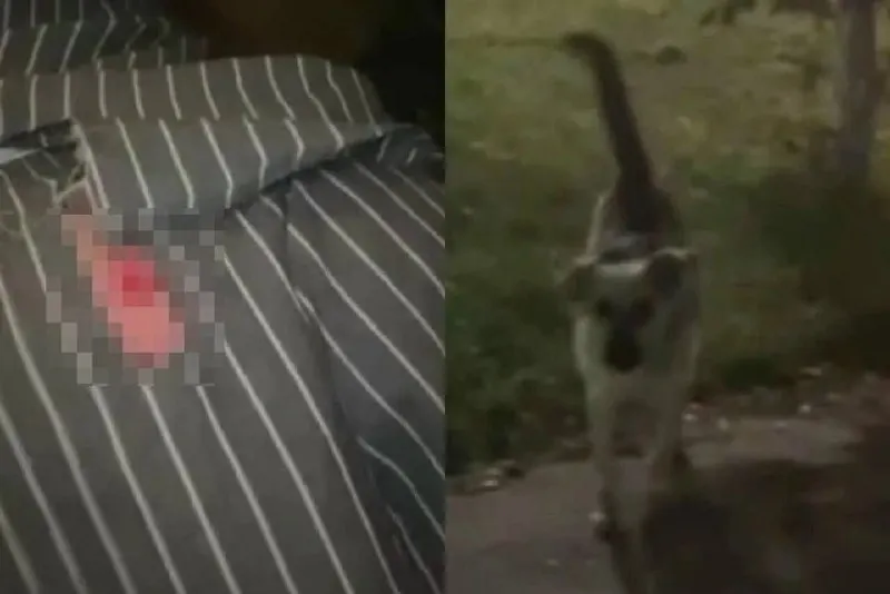 Стая бродячих собак атаковала женщину в&nbsp;Самаре, через&nbsp;два&nbsp;дня&nbsp;едва не&nbsp;покусали ребёнка