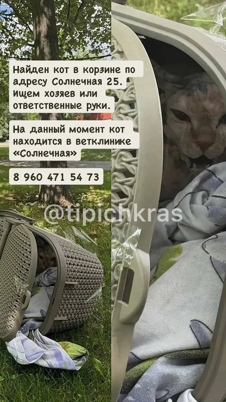 Ранним утром на улице Солнечная обнаружили кота, оставленного в корзине и обмотанного скотчем. Добрые люди отвезли животное в ветеринарную клинику, его дальнейшая судьба пока неизвестна.