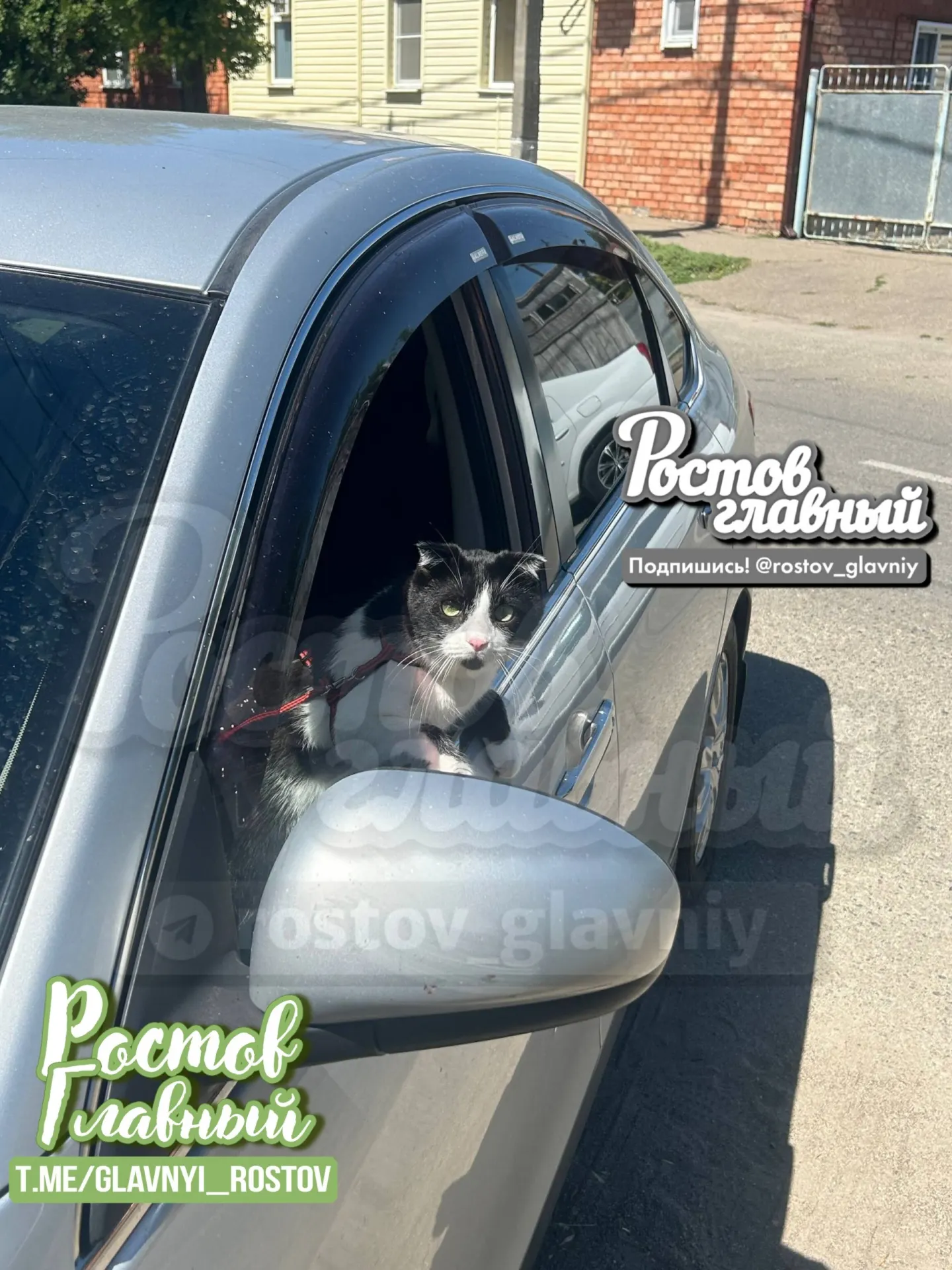 В районе Берберовки 14-летнего мальчика укусила кошка, находившаяся в открытой машине. Ребёнка доставили в больницу, местные призывают владельцев не оставлять животных без присмотра.