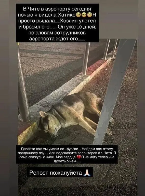 В соцсетях появилась история о собаке в читинском аэропорту, якобы оставленной хозяином. Проверка со стороны сотрудников и служб аэропорта не подтвердила эту версию — возможно, это бездомный пёс.