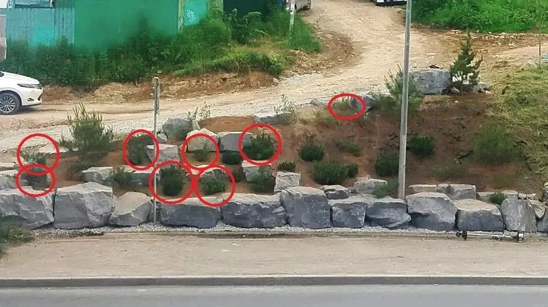 Двое мужчин выкопали и увезли три можжевельника и пять горных сосен; ущерб муниципалитет оценивает более чем в 80 тысяч рублей.