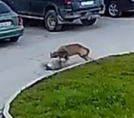 В Суоярви отмечают появление стаи волков, которая выходит в город по ночам. Власти просят держать домашних животных в закрытых помещениях; сезон охоты на волка начнётся 1 августа.