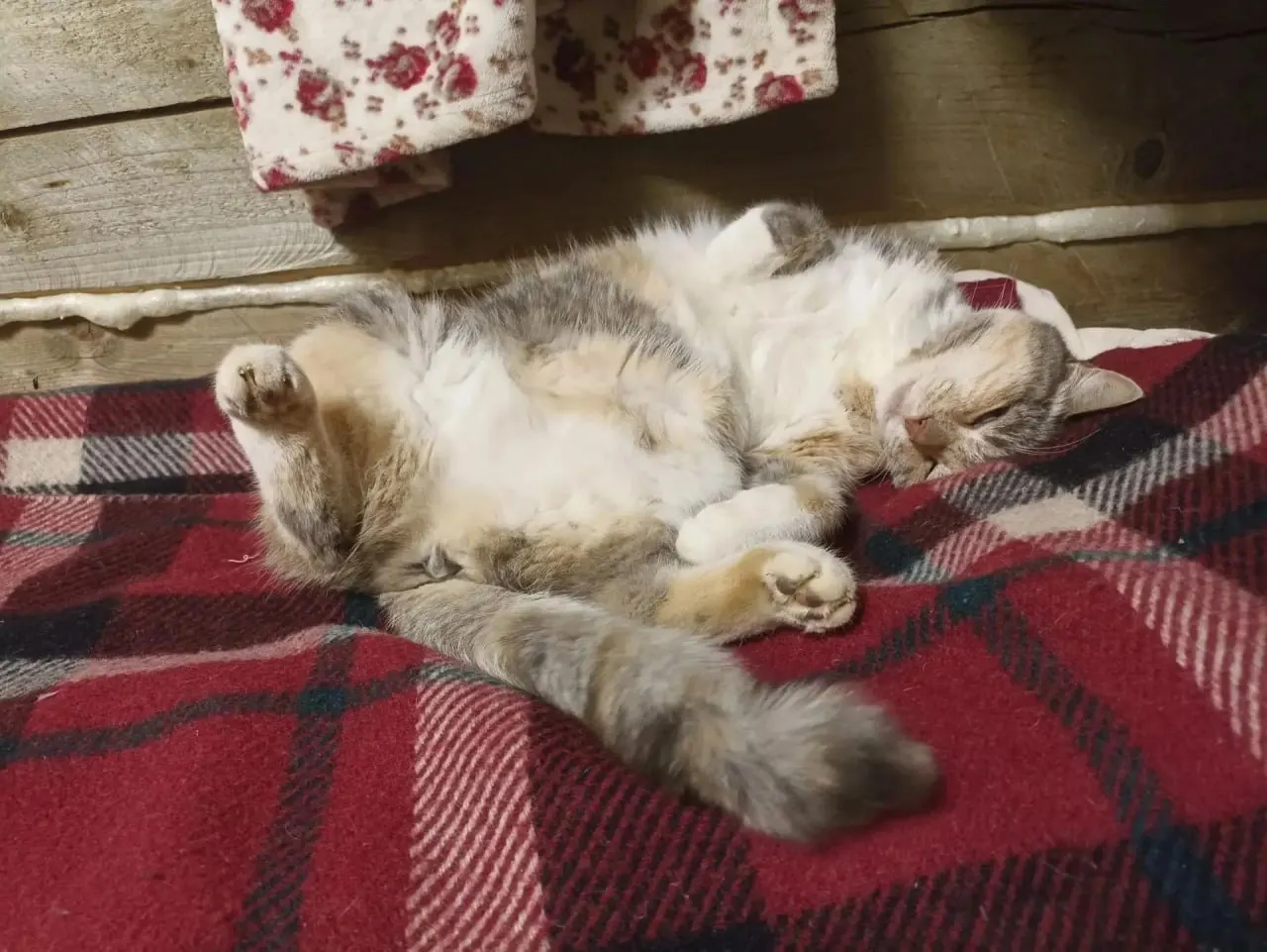 Доля pet‑friendly объектов размещения в Санкт‑Петербурге достигла 25%. Чаще всего приезжают с собаками, летом спрос выше, а около 89% гостей с питомцами возвращаются в те же отели повторно.