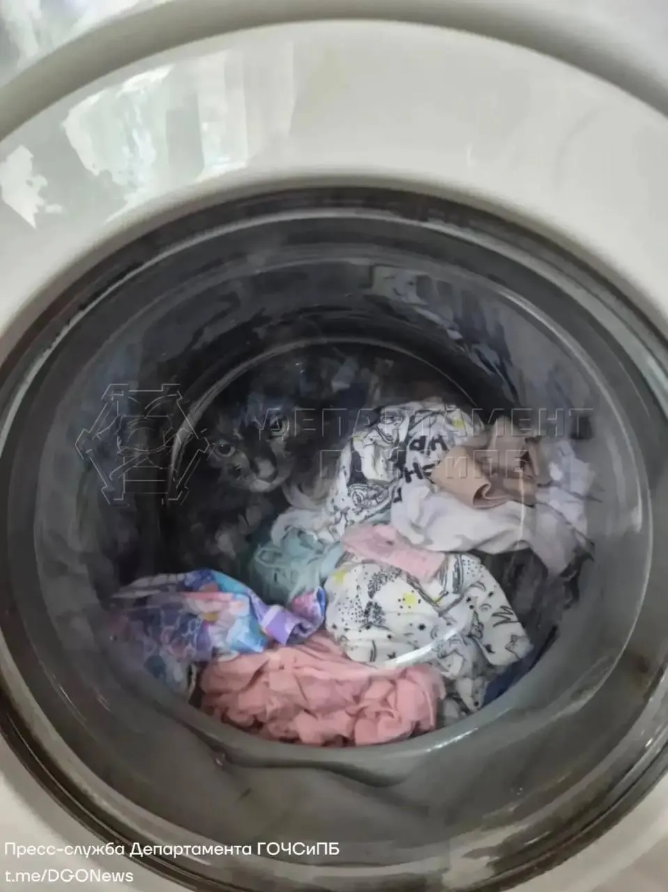 Котёнок незаметно забрался в барабан стиральной машины. Хозяйка остановила прибор, но дверца заблокировалась — на помощь пришли спасатели.