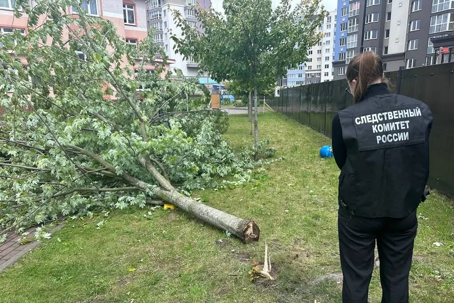 Завершено расследование уголовного дела в отношении ведущего инженера и заведующей детсада: во время прогулки клен упал на шестилетнего ребёнка, ему причинён вред средней тяжести. Дело отправлено в суд после проведения экспертиз и опроса свидетелей.