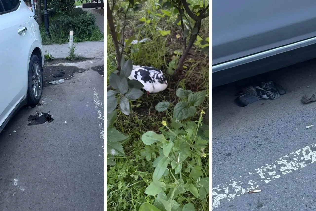 Жители нескольких районов города обнаружили множество мертвых и, возможно, отравленных птиц. Службы передали сведения ответственным подразделениям, орнитолог не исключает вируса или отравления.