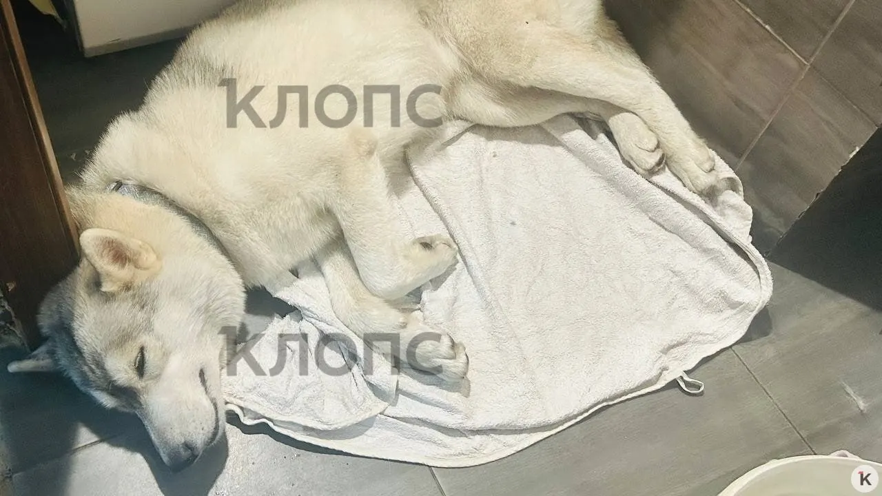 Сибирская хаски по кличке Ника пропала во время прогулки. Позже её нашли в зоомагазине в тяжёлом состоянии — хозяйка обратилась в полицию и просит помощи в поиске похитителя.