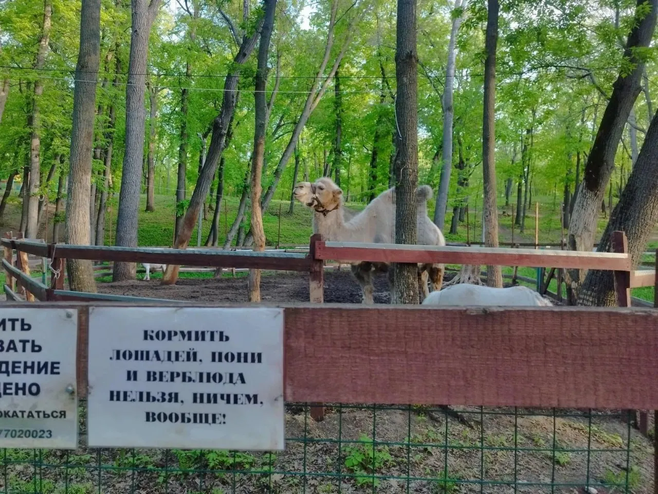 Животное временно содержат в вольере: прохладное лето удлинило линьку, а некоторые посетители перепутали это с болезнью.
