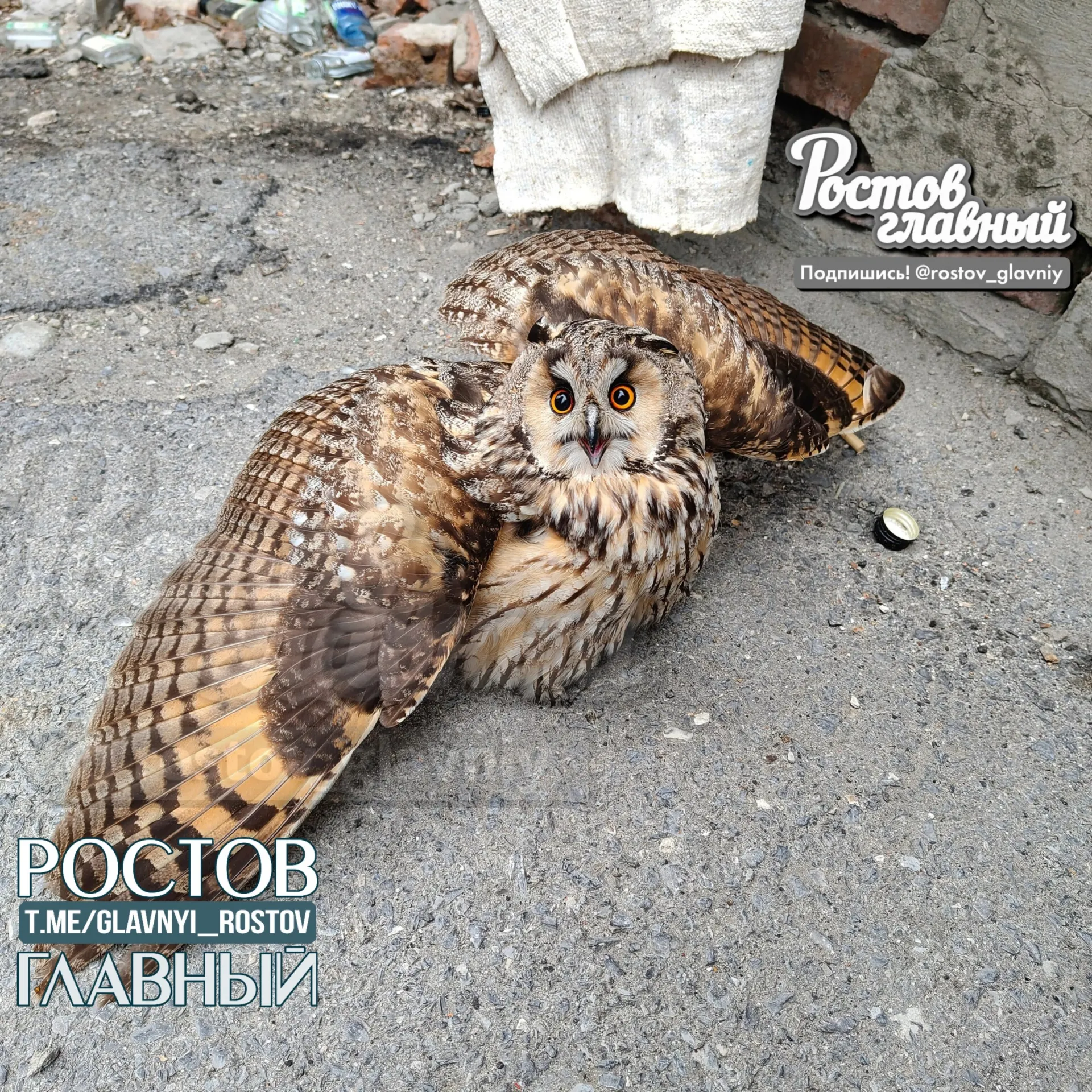 Во дворе Ростова вороны атаковали сову. Соседи вызвали службу спасения, специалист посоветовал не вмешиваться — вскоре вороны отступили, и сова улетела.