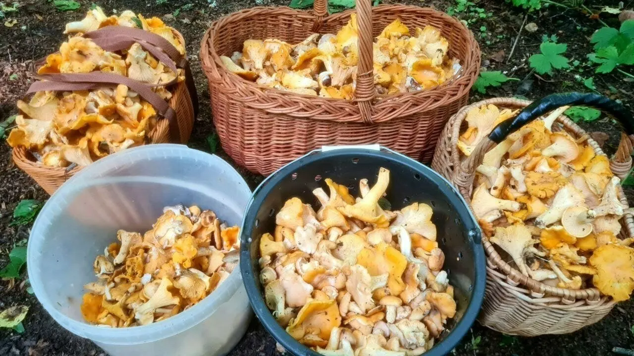 В Багратионовском лесничестве грибной улов уменьшается, тогда как в Черняховском и Правдинском районах, а также на востоке области, сбор лисичек перешёл в активную фазу: грибники отмечают обильный урожай в сырых лесах.