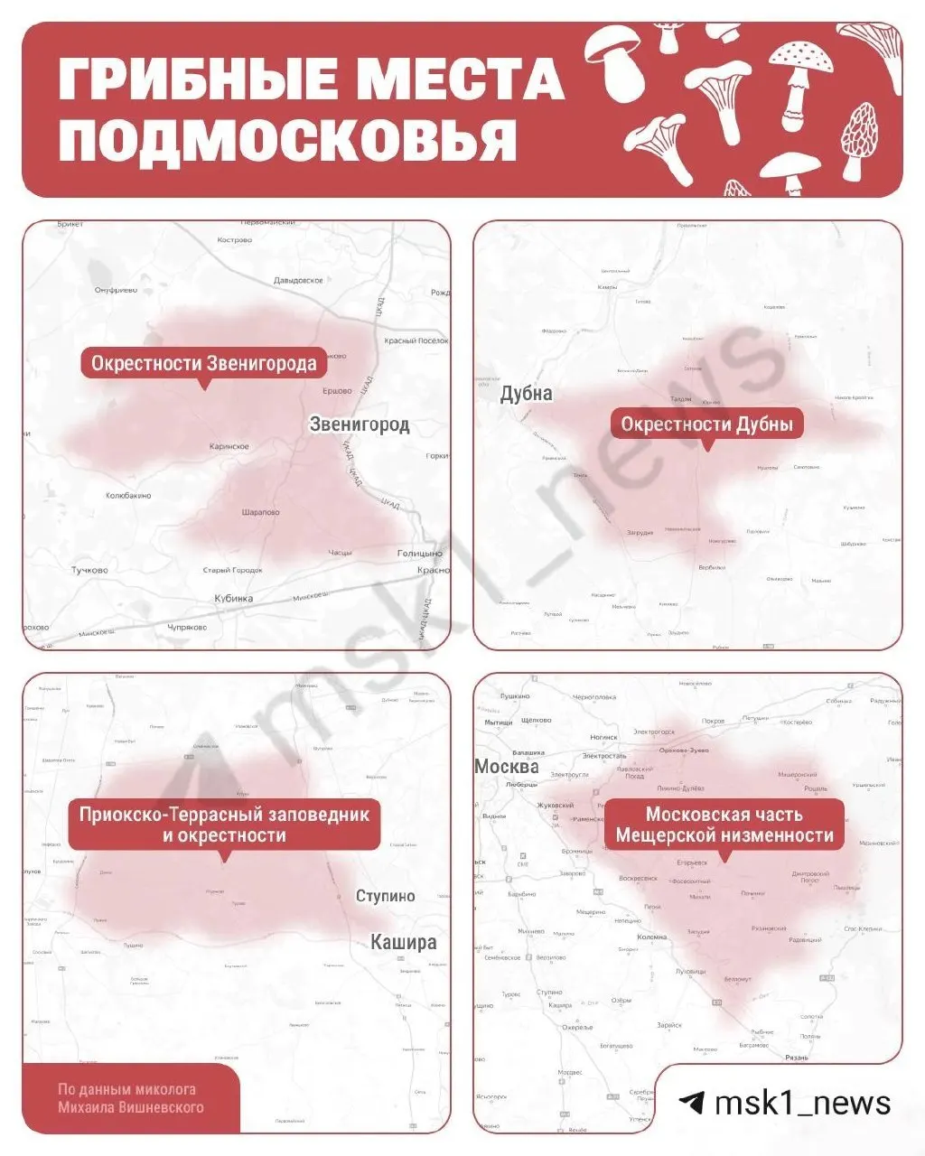 Миколог Михаил Вишневский назвал лучшие грибные места Подмосковья — от лесов у Приокско-Террасного заповедника под Серпуховом до окрестностей Дубны; чаще всего сейчас встречаются лисички.