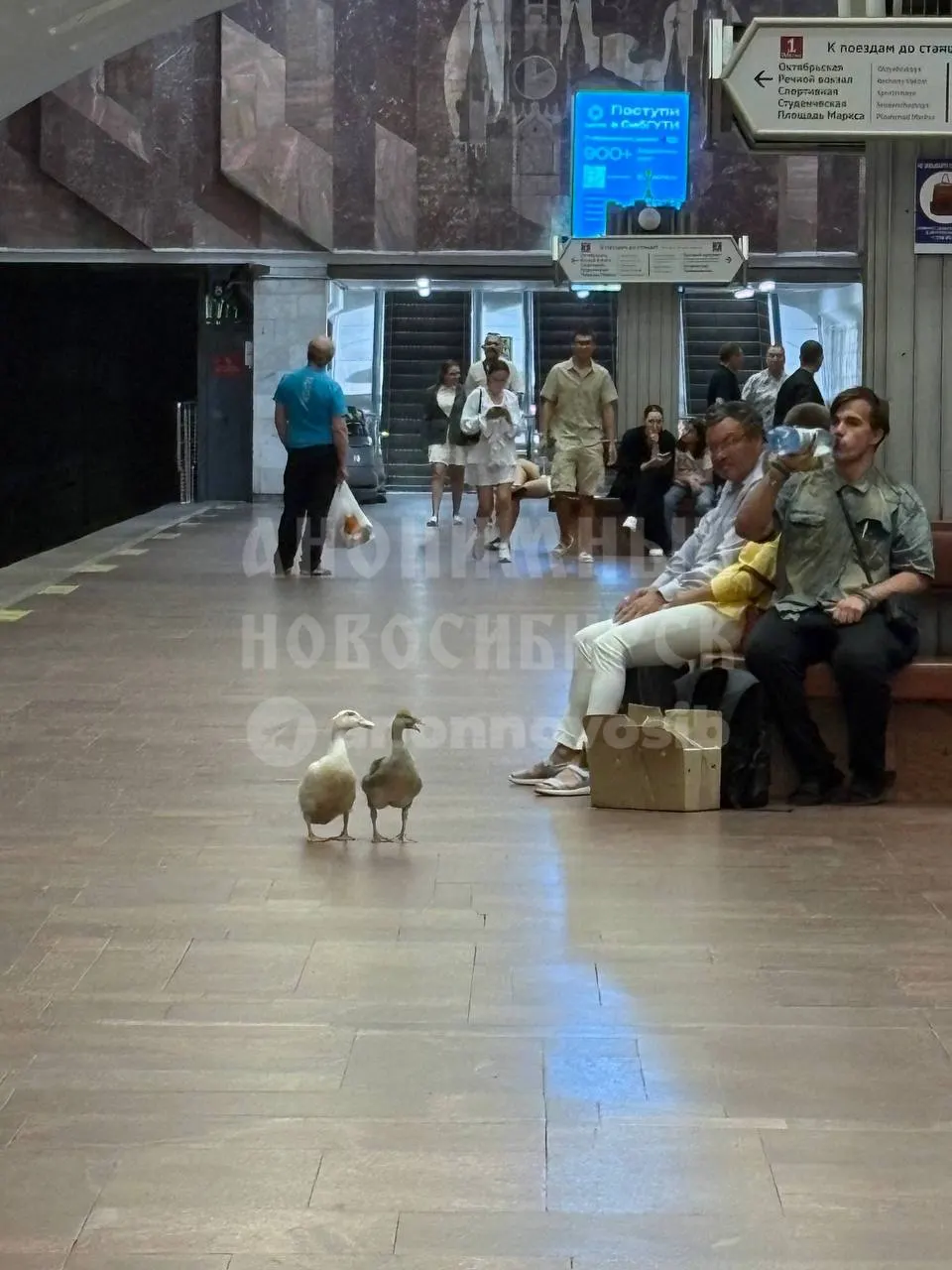 В вагон новосибирского метро зашли утки — пассажиры сняли необычных попутчиков. Куда они направлялись, неизвестно.