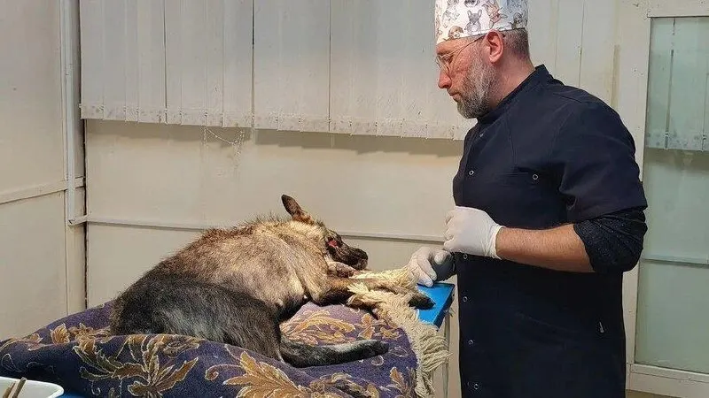 Животное нашли на обочине и доставили в районную ветеринарную службу — врач обработал раны и назначил лечение. Собаку забрала одна из спасительниц, сейчас она под наблюдением.