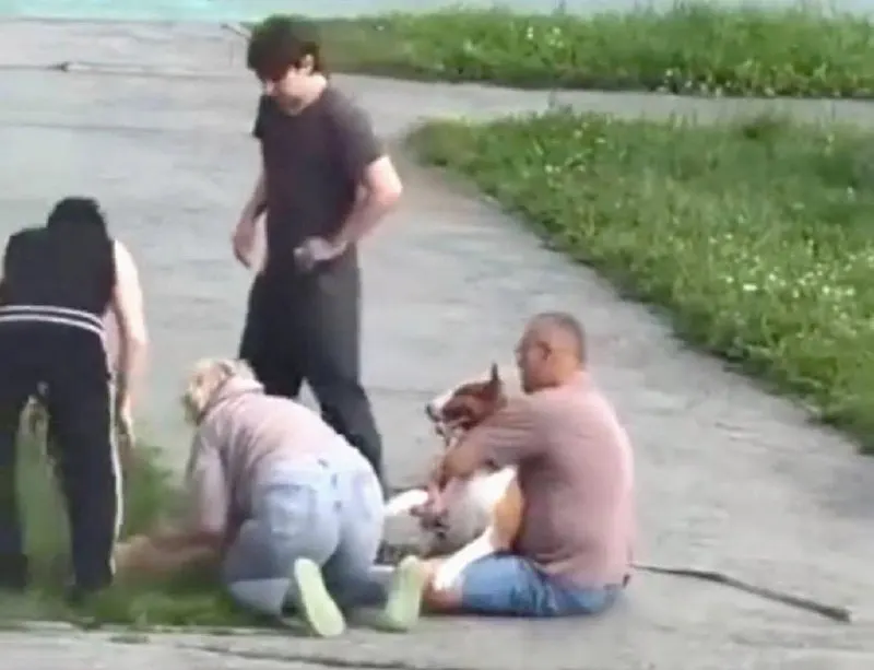 Днём в Академическом районе бультерьера напал на шпица декоративной породы; попытки оттащить животное не спасли его.