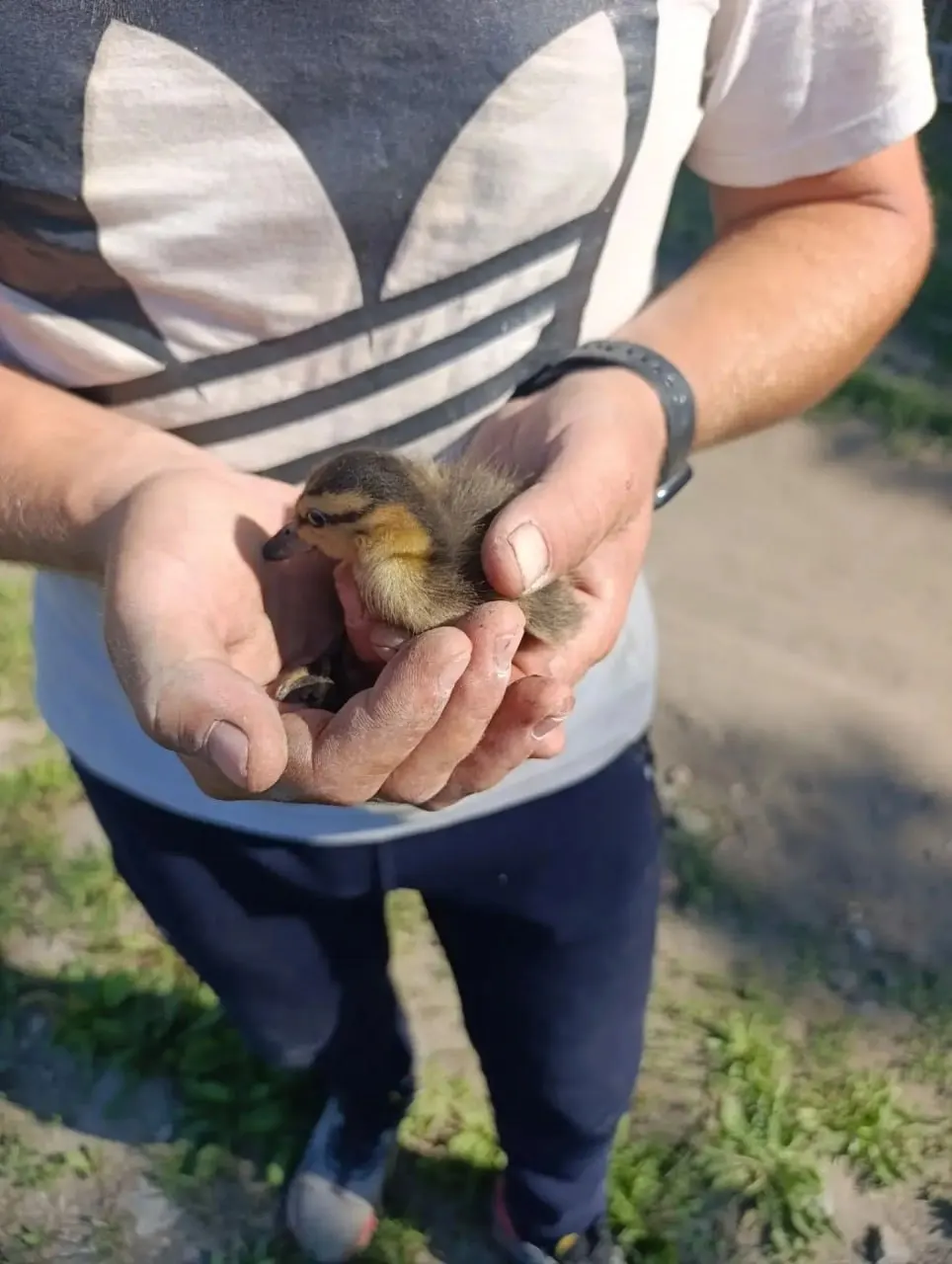 Дорожные рабочие извлекли утёнка из ливнёвой канализации на Красном пути. Птицу обнаружили после обращения жительницы города, позже её отнесли на водоём.