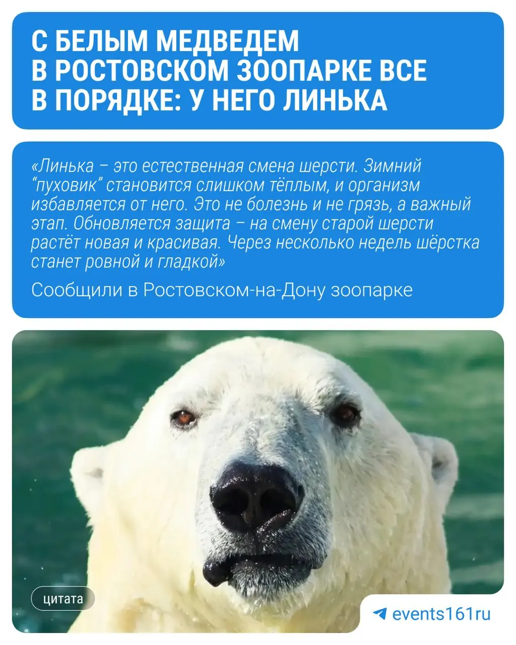 Сотрудники зоопарка заверили: медведь в порядке — у него сезонная линька. Для животных поддерживают прохладу, есть генератор снега и показательные кормления по вторникам и субботам в 11:00.