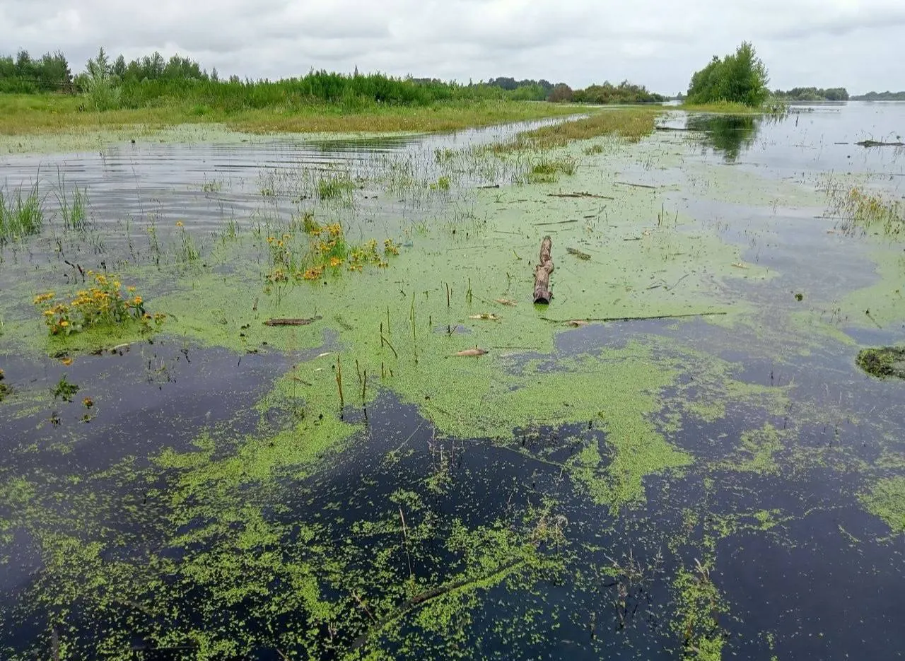 Подъём воды в районе Туры привёл к массовому мору рыбы и смыванию нечистот с пляжной инфраструктуры в озеро Круглое; жители подозревают утечку канализационных стоков, а городские службы ограничились предупреждающими табличками.