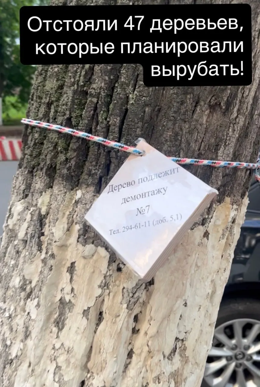 Активисты добились приостановки массовой вырубки на Советской: под снос пойдут только 10 аварийных деревьев, остальные оградили и будут проводить по правилам оздоровительной обрезки.
