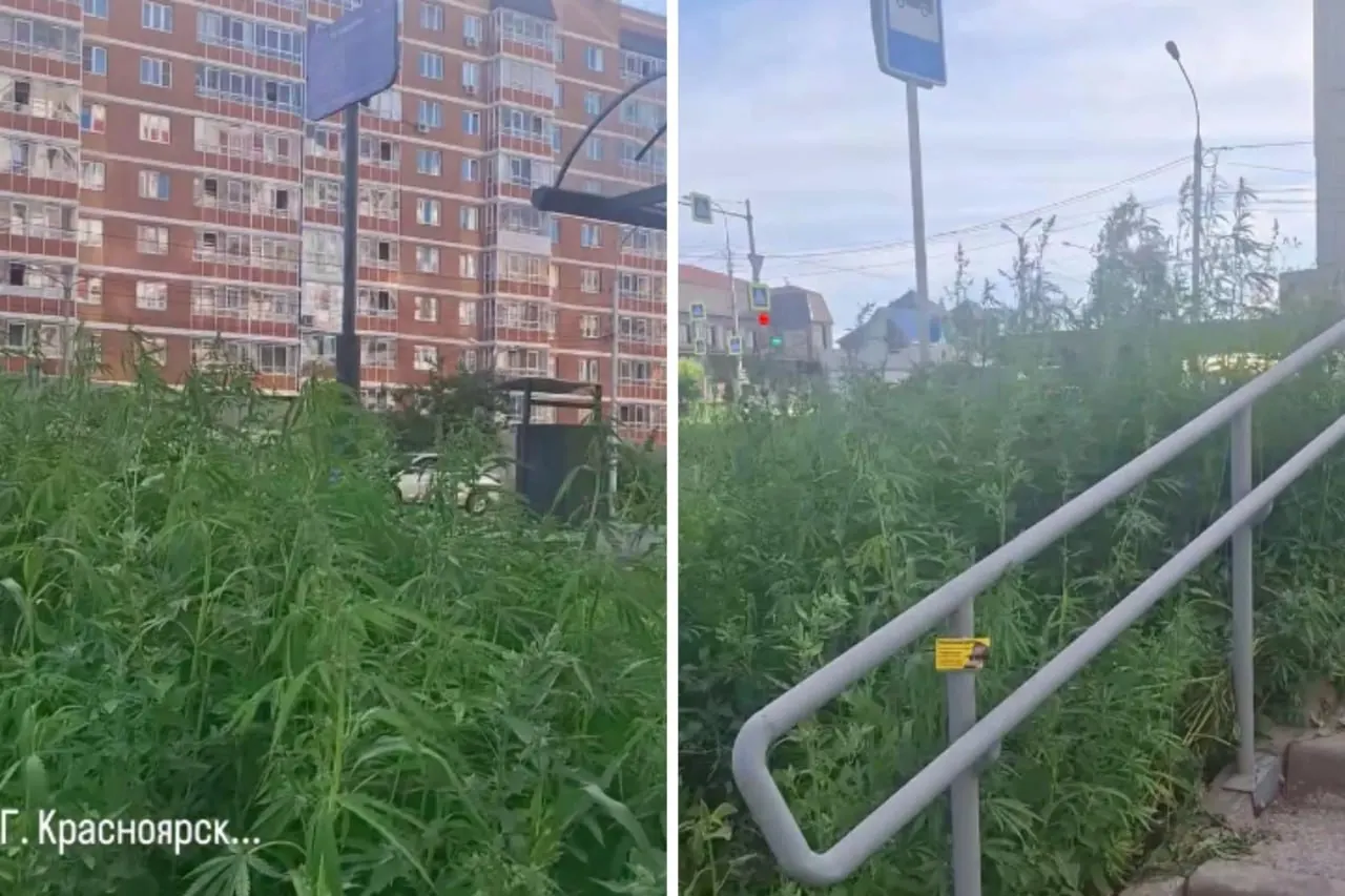 Жительница Красноярска обнаружила множество кустов конопли на аккуратно подстриженной лужайке. В департаменте ЖКХ пояснили, что растения нельзя просто скосить — их оформляют с участием полиции и утилизируют специализированные подрядчики.
