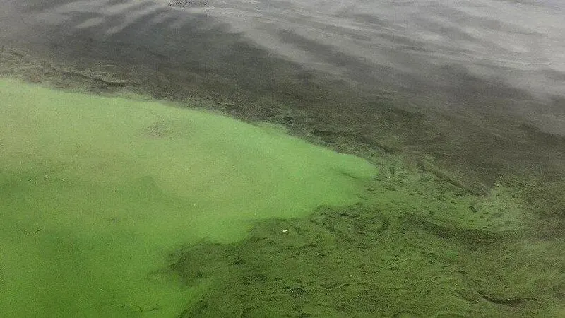 Набережную Саратова тревожит разрастание водорослей, скопление мусора и болотный запах; горожане обратились к мэру с просьбой навести порядок в акватории.