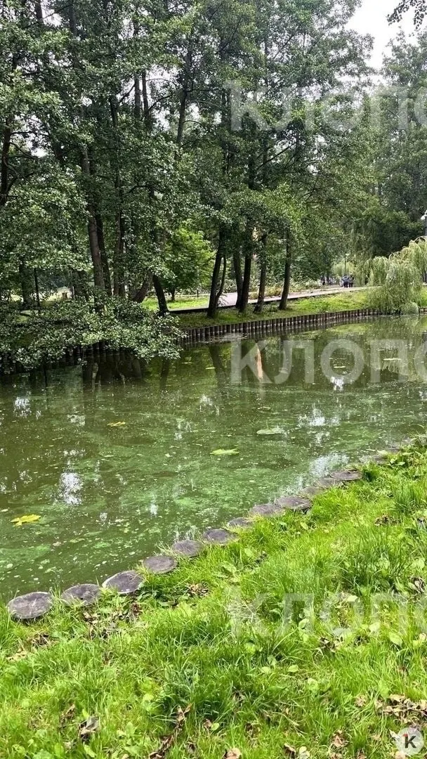 Туристы и местные жители жалуются на неприятный запах и заметное позеленение воды в пруду парка. Администрация курорта направила отдел благоустройства для выяснения причин.