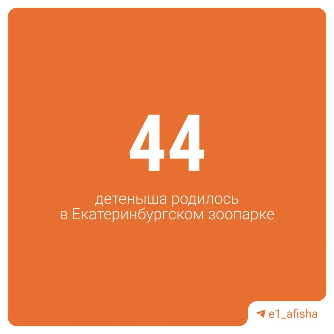 В этом году в зоопарке появилось большое пополнение: детёныши у гиббонов, колобусов, мартышек, носух и других видов. Некоторые виды также радовали рождением в прошлом году.