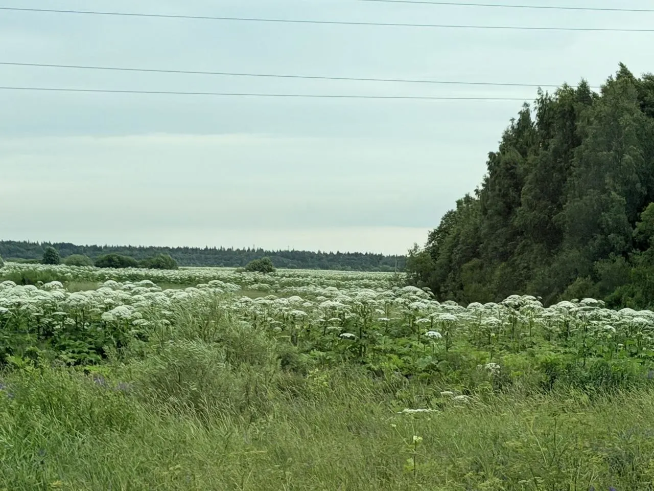 В селе Нелазское и вдоль дорог Череповецкого района фиксируются обширные заросли борщевика. За неухоженные участки наступает реальная финансовая ответственность для граждан, должностных и юридических лиц.