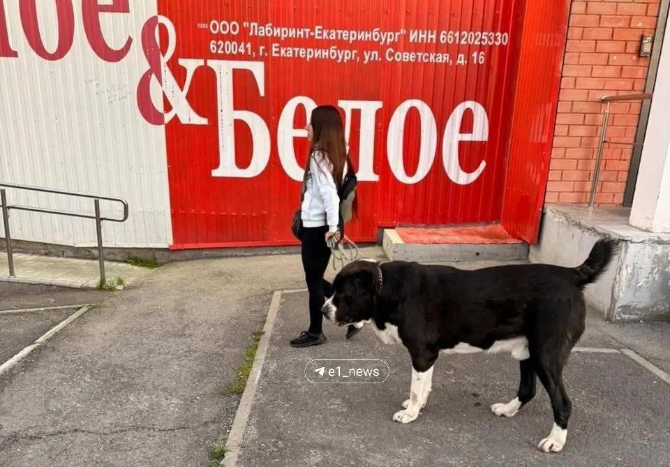 В Екатеринбурге родственники обвиняют друг друга в травле животных: алабай якобы напал на самоеда, пострадавшего экстренно оперировали. Обе стороны подали заявления — полиция зарегистрировала информацию и проводит проверку.