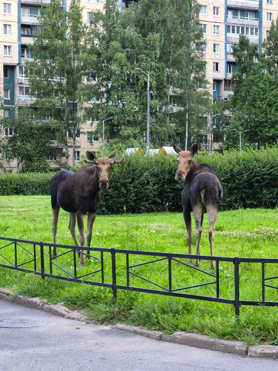 Двух лосей видели на проспекте Сизова и на Репищевой улице. В мае–июле лоси нередко заходят в город — их отлавливают и выпускают в лес.