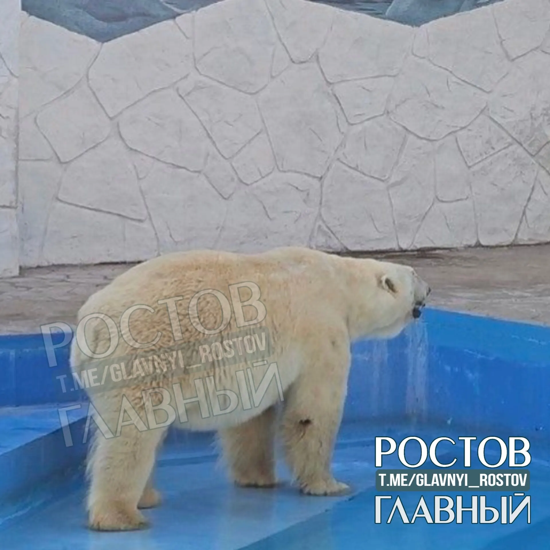 Посетители обеспокоены состоянием белого медведя: животное находится в вольере на солнце при температуре выше +30° и выглядит вялым. Люди просят установить навес, проверить здоровье мишки и обеспечить доступ к тени и воде.