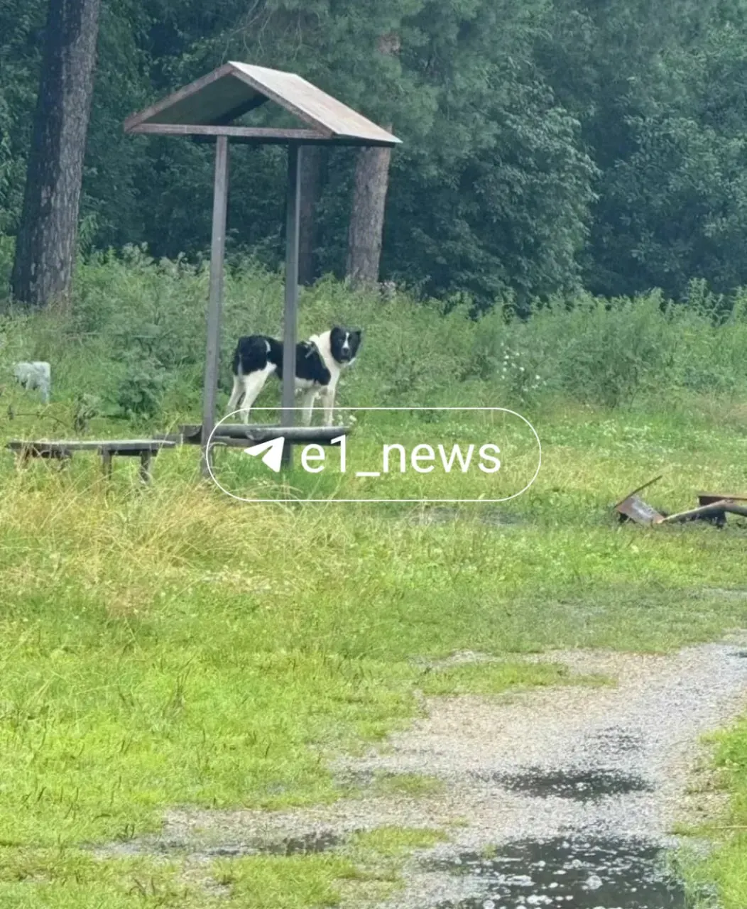 В парке «Малый Исток» в Кольцово прогуливается опасная собака без намордника и поводка — местные просят усилить контроль и быть осторожнее.