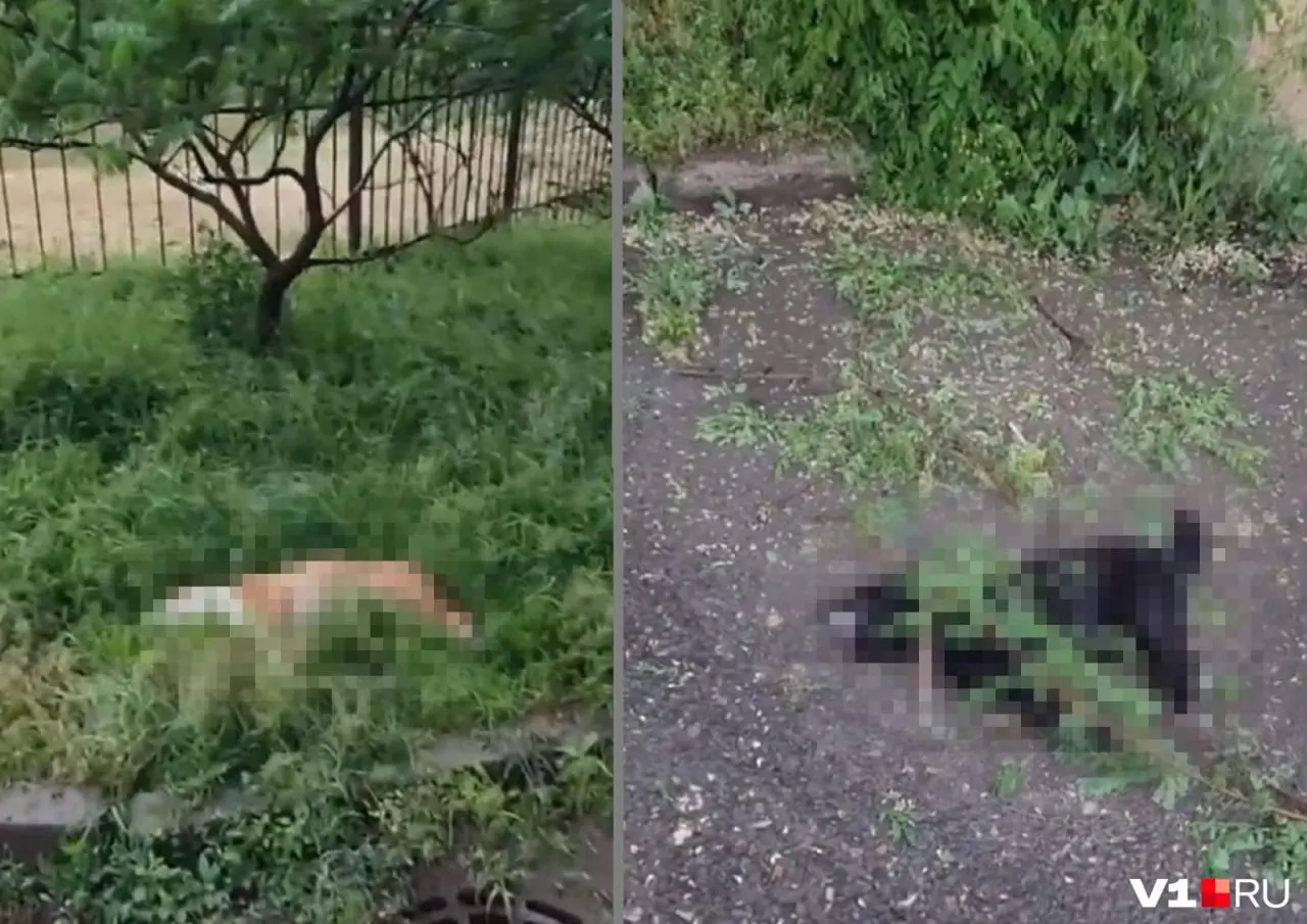 16 мая во дворе на улице Академика Богомольцева двое собак упали с балкона седьмого этажа и погибли. Хозяева называют случившееся несчастным случаем, соседи подозревают умышленный выброс; жители собрали 55 подписей и обратились в полицию.
