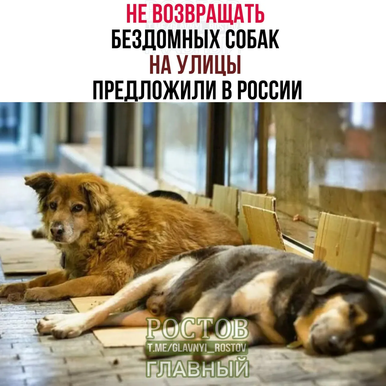 Депутаты предлагают содержать отловленных животных в приютах до передачи новым хозяевам, расширить сеть приютов, создать службу отлова, усилить контроль за опасными породами и обязать регистрацию и чипирование питомцев.