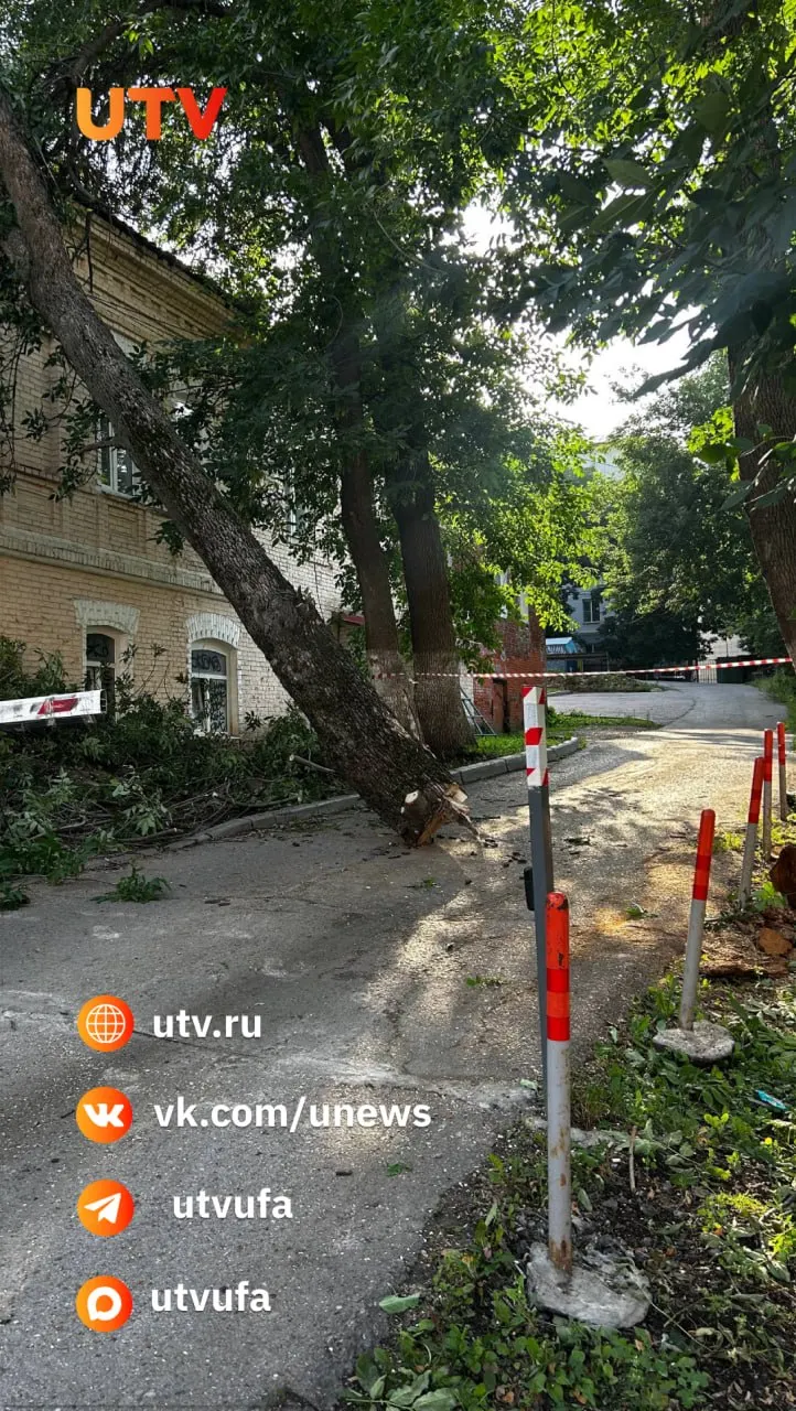 На пересечении Коммунистической и Цюрупы прохожие обнаружили спиленные деревья, оставленные прямо на тротуаре — они мешают прохожим и создают беспорядок.