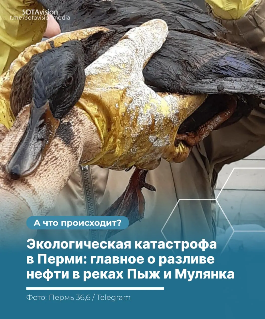 В реках Пыж и Мулянка в Пермском крае произошёл разлив нефтепродуктов. Власти сообщают о локализации, но экологи фиксируют распространение загрязнения и предупреждают о длительном восстановлении экосистемы; волонтёры и специалисты оказывают помощь пострадавшим животным.