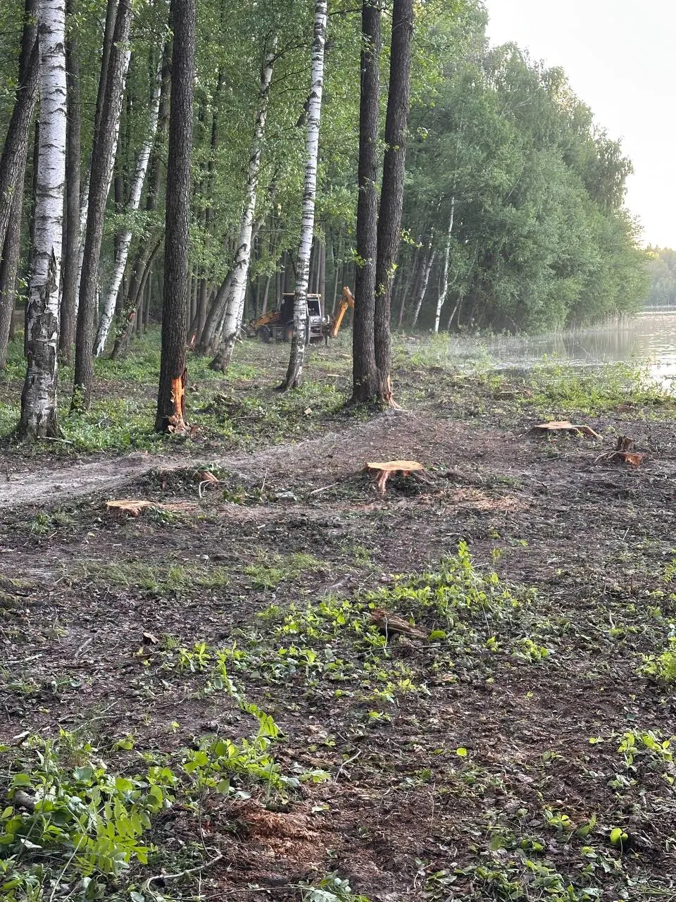 Прокуратура выявила незаконную вырубку деревьев и свалку на особо охраняемой территории у Сегденского озера; выяснилось также, что региональное министерство природы не исполнило судебное решение о создании охранной зоны.