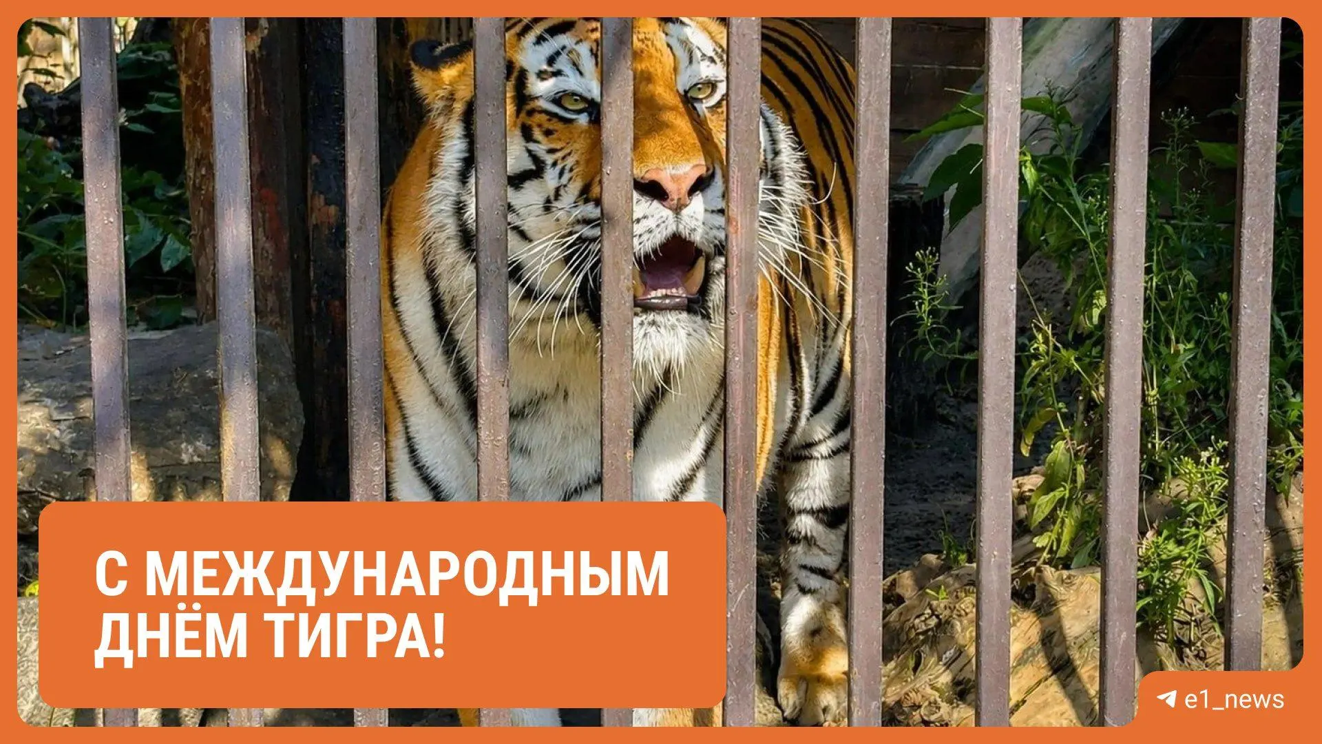 В зоопарке устроили показательное кормление амурских тигров Джагара и Джуны, провели мастер-классы, экскурсии и фотозону для юных посетителей. С 2018 года за тиграми закреплена опека — компания оплачивает их питание, ветеринарное обслуживание и содержание.