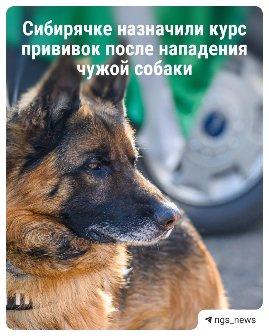 В одном из подъездов Новосибирска домашняя овчарка укусила женщину. Ей назначили курс уколов, владелец готов компенсировать лечение, пострадавшая обратилась в полицию.