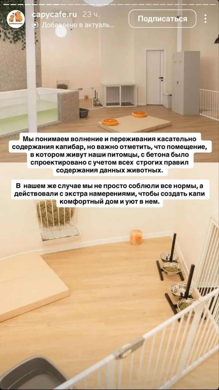 В столичном Сокольниках кафе с капибарами попало в полемику из-за обвинений в жестоком обращении к животным; стороны спорят о условиях содержания.